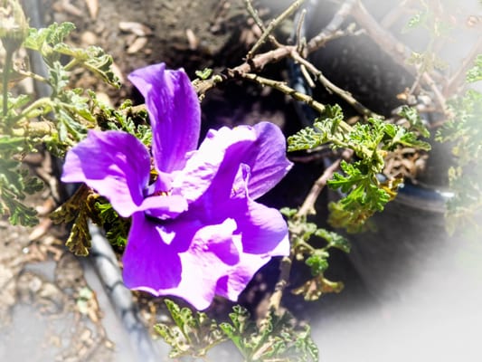 Photo of Visibly Online