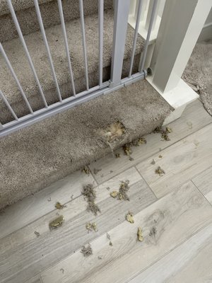 Photo of Orange County Carpet Repair & Cleaning