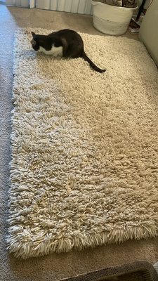 Photo of SoCal Rug Masters