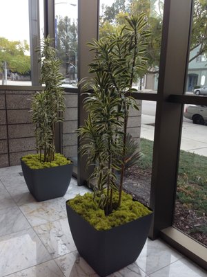 Photo of Growing Roots