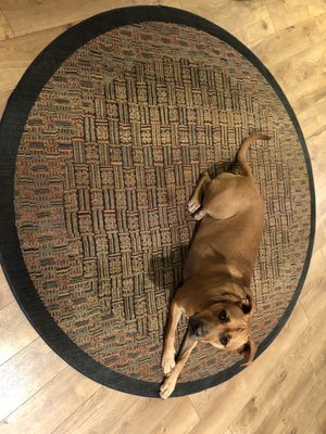 Photo of Arizona Rug Company