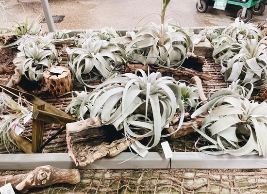Photo of Merrifield Garden Center