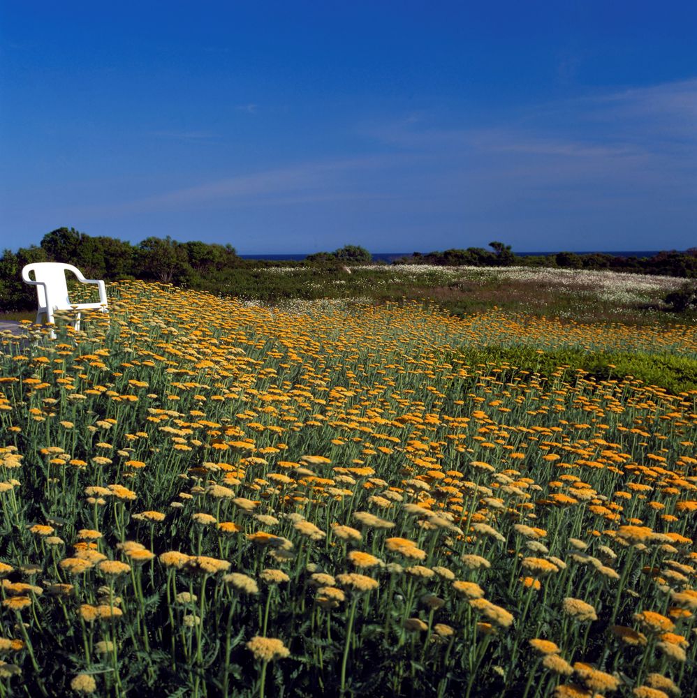 Photo of OEHME, van SWEDEN | OvS