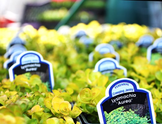Photo of Olde City Garden