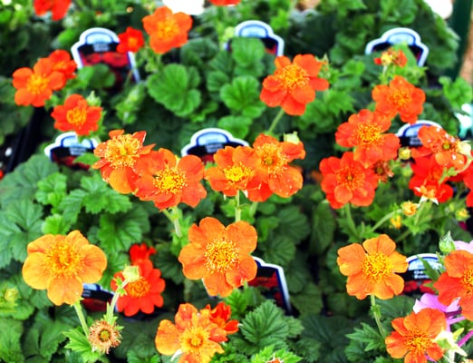 Photo of Olde City Garden