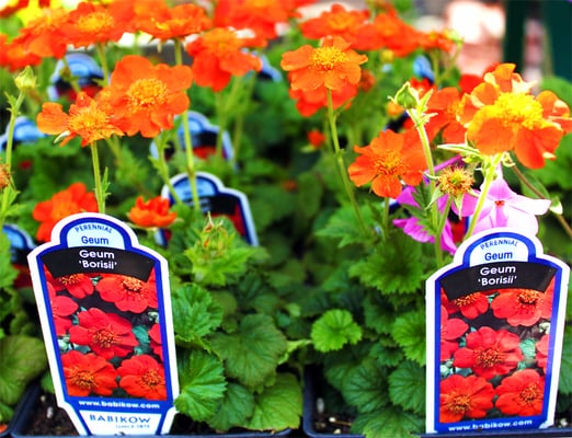 Photo of Olde City Garden