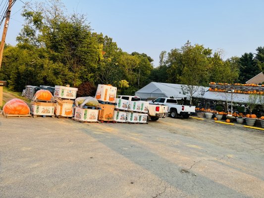 Photo of Pots & Plants