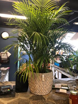 Photo of Pots & Plants