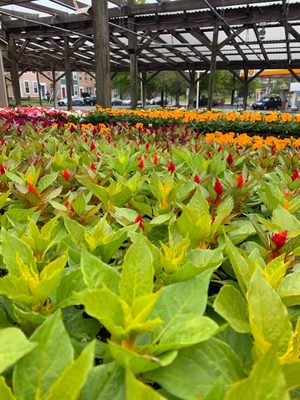 Photo of Greenstreet Gardens