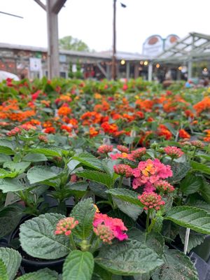 Photo of Greenstreet Gardens