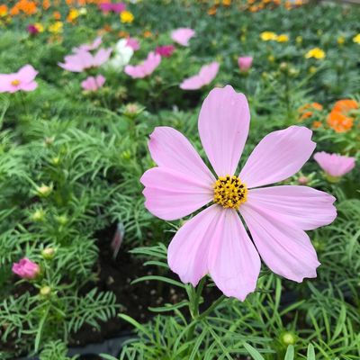 Photo of Greenstreet Gardens