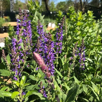Photo of Greenstreet Gardens