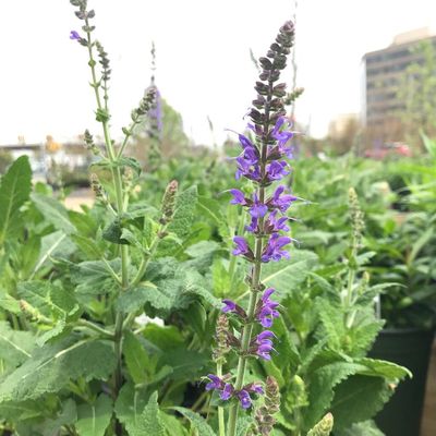 Photo of Greenstreet Gardens