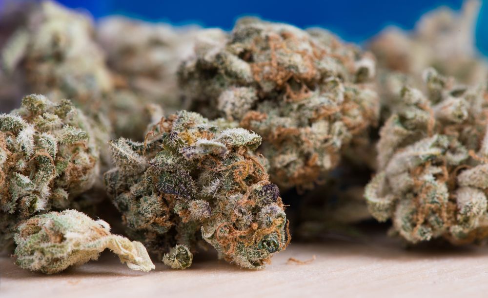 Photo of Higher Yields Cannabis Consulting