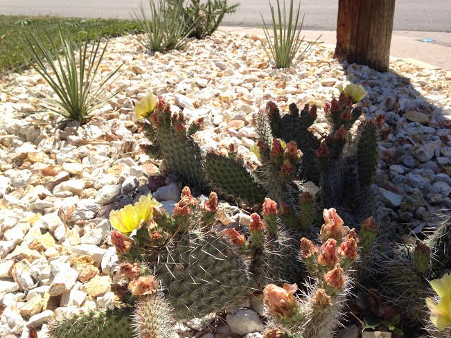 Photo of True Grit Custom Landscape & Design