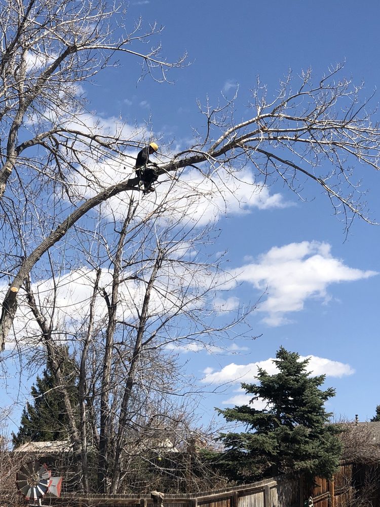 Photo of MQ Landscaping and Tree Services