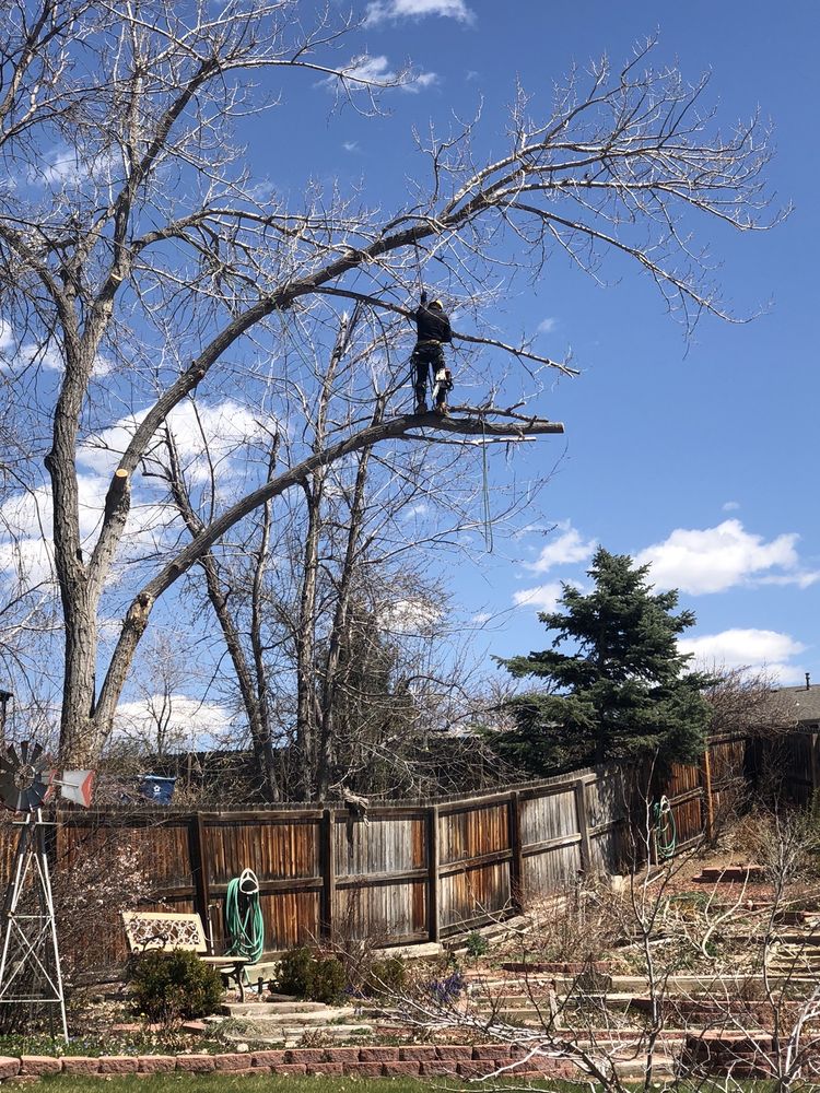 Photo of MQ Landscaping and Tree Services
