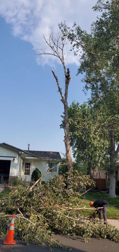 Photo of MQ Landscaping and Tree Services