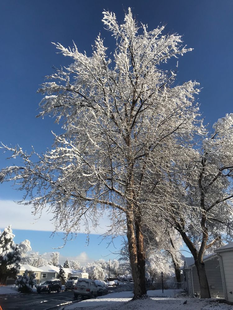 Photo of Jones Tree & Lawn
