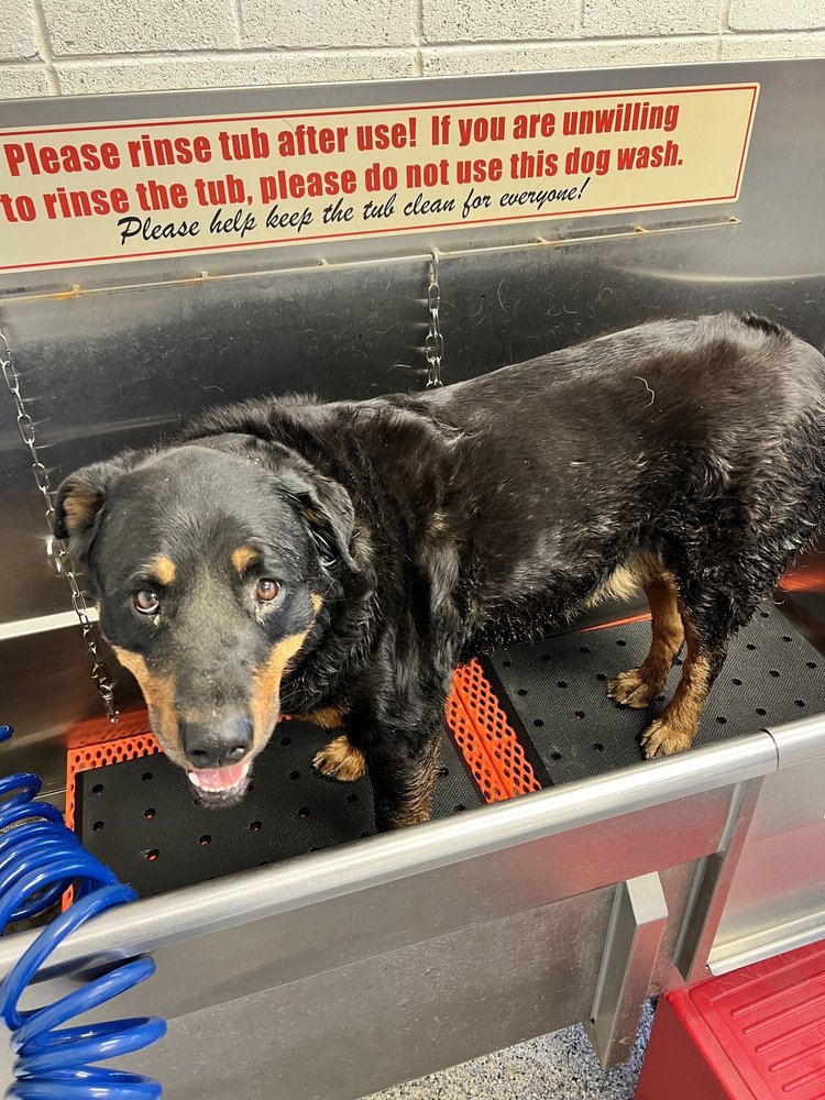 Photo of Lucky Dog Car & Pet Wash