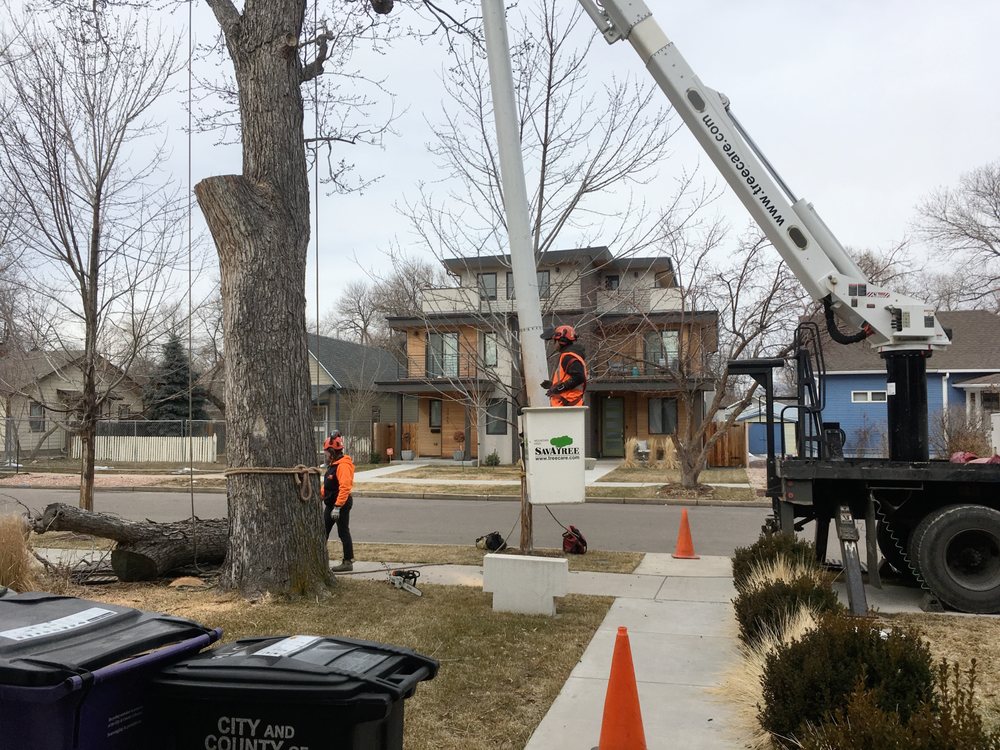 Photo of SavATree Denver