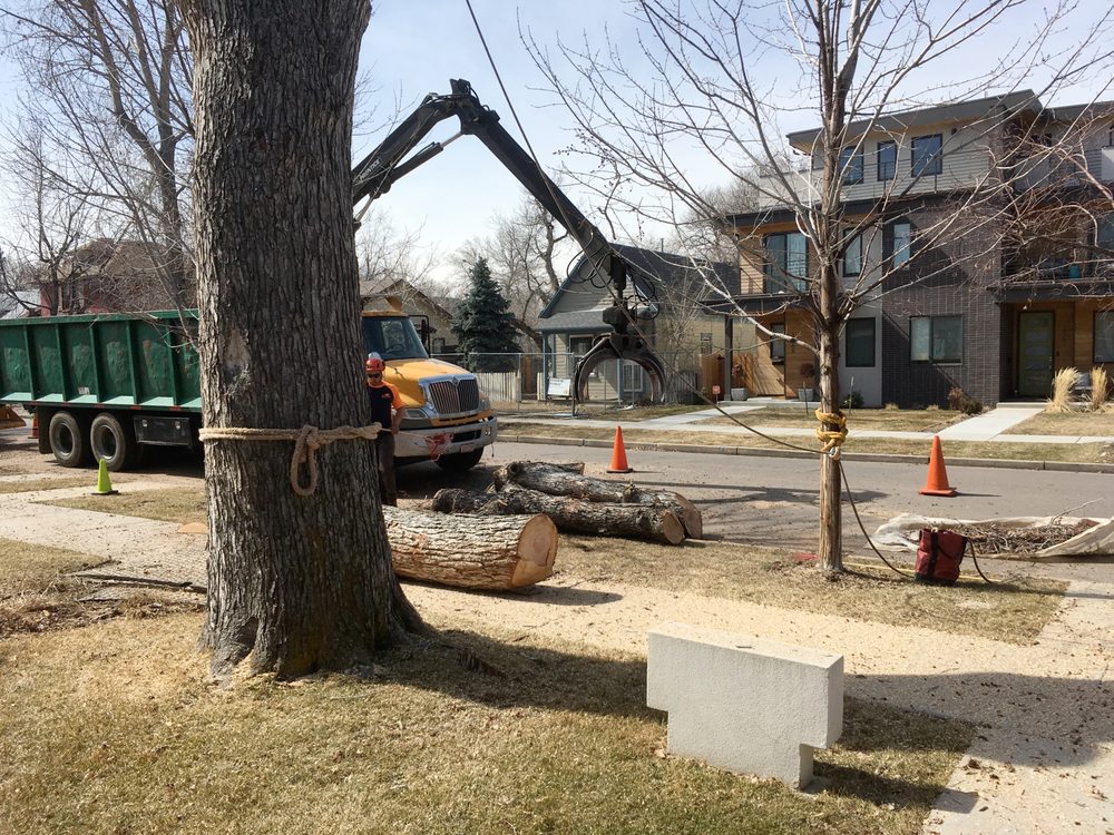 Photo of SavATree Denver