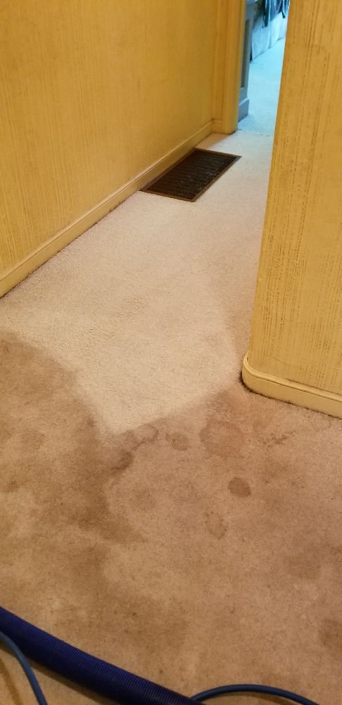 Photo of Sonoma County Carpet Care