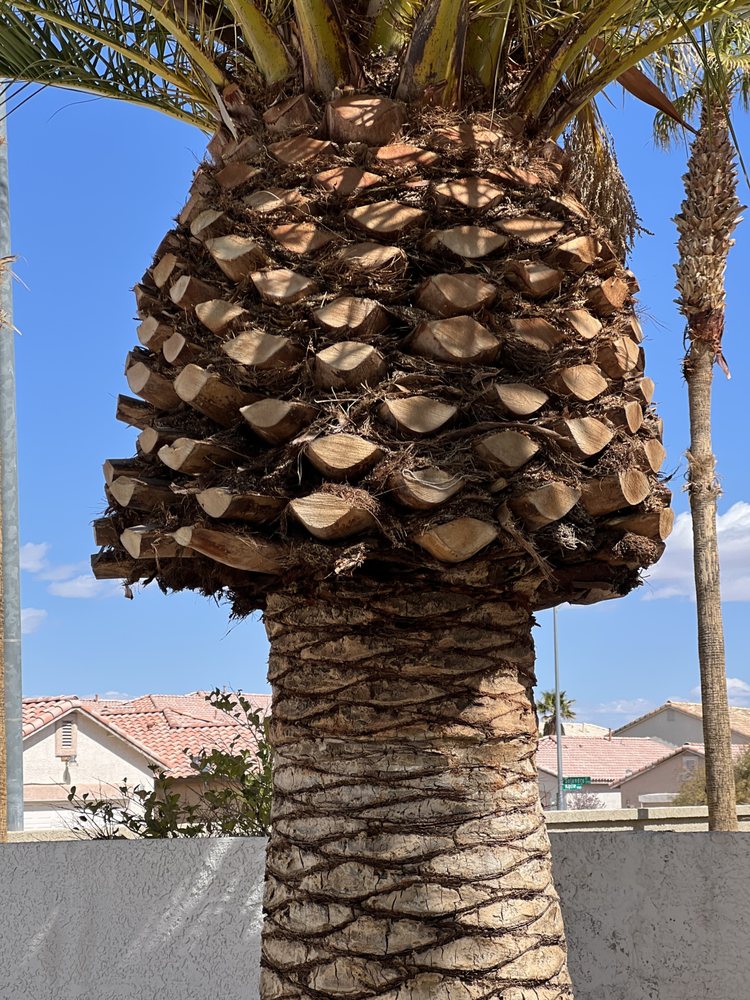 Photo of JT'S Tree Service