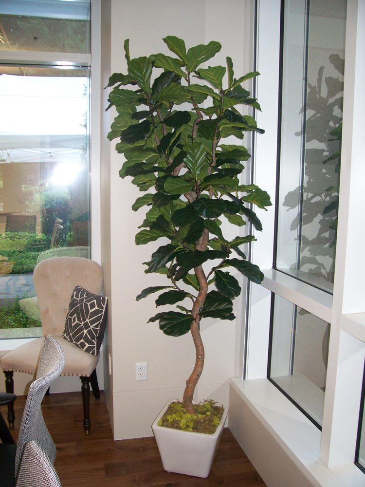 Photo of Green N' Silk