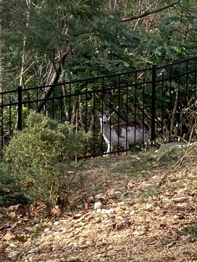 Photo of Hurricane Fence