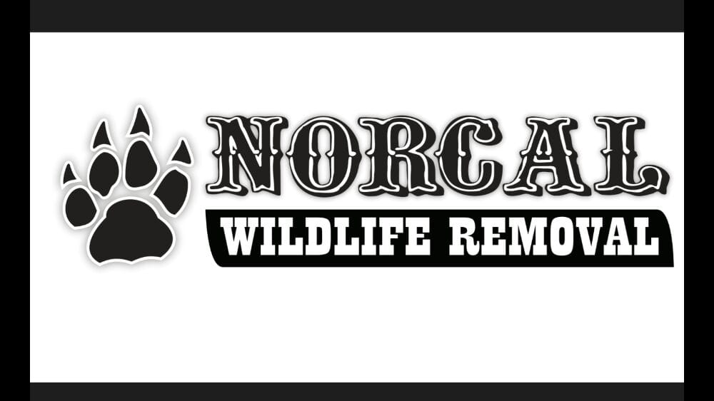 Photo of Norcal Wildlife Removal
