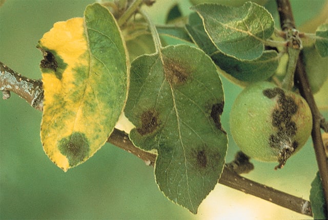 Photo of Arbor Doctor