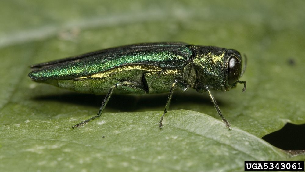 Photo of Arbor Doctor