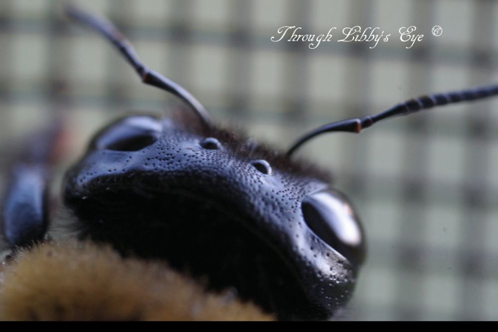 Photo of Through Libby's Eye