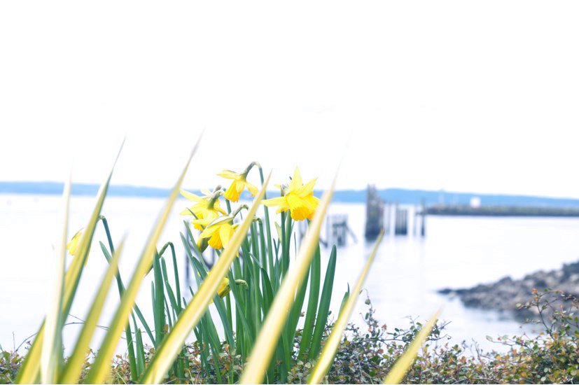Photo of The Landing at Shilshole Bay on Puget Sound