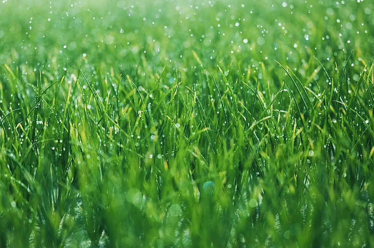 Photo of CrackerJack LawnCare