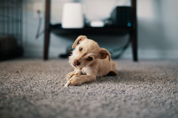 Photo of Coffeys Carpet Cleaning