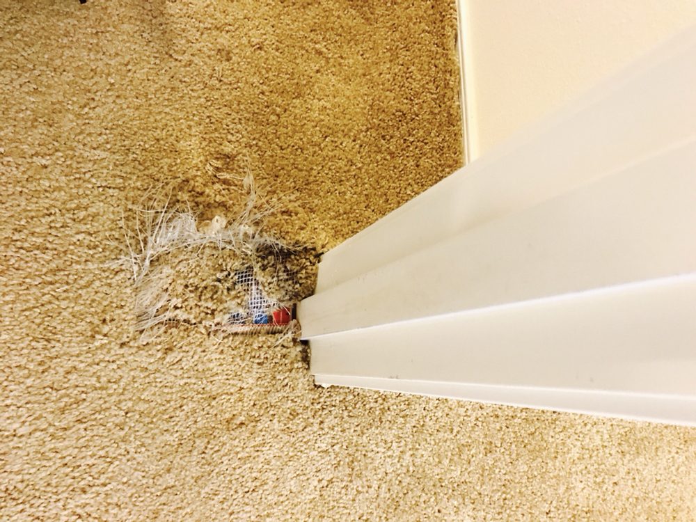 Photo of The Carpet Doctor