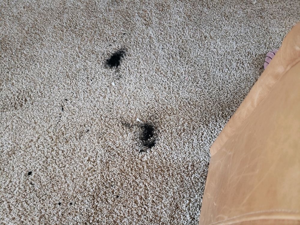 Photo of Cort Carpet Cleaning