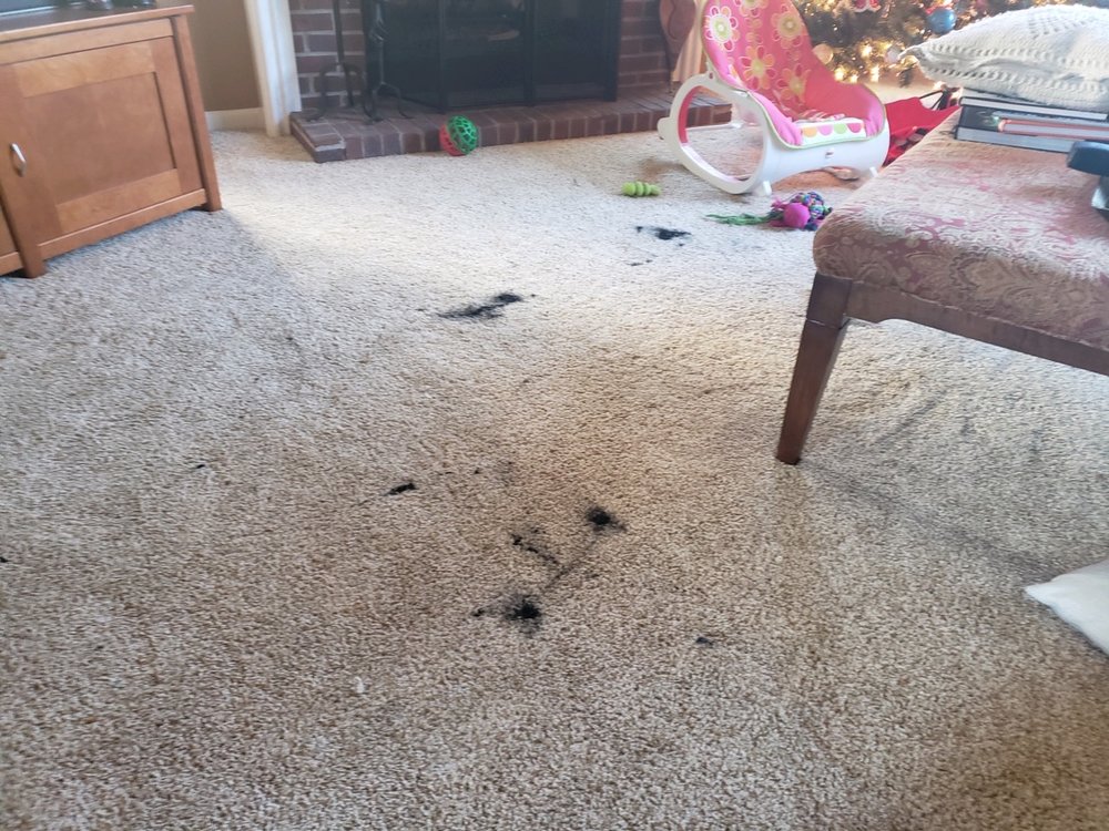 Photo of Cort Carpet Cleaning