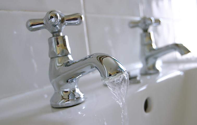 Photo of Plumbing Dog