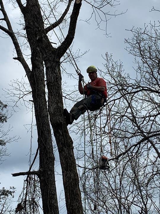 Photo of Harris Tree Service