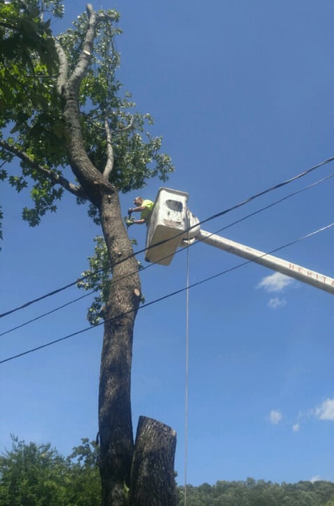 Photo of Harris Tree Service
