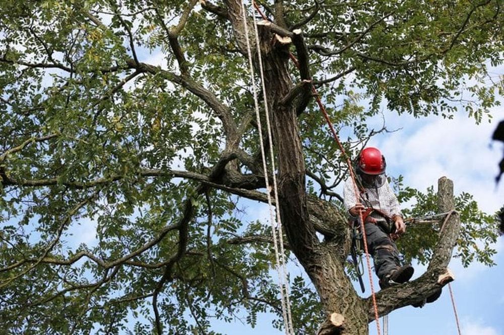 Photo of Cutting Edge Tree and Lawn