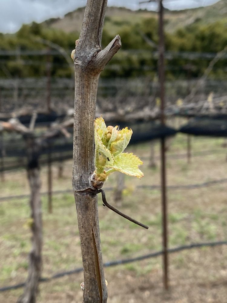 Photo of Rancho Guejito Vineyard