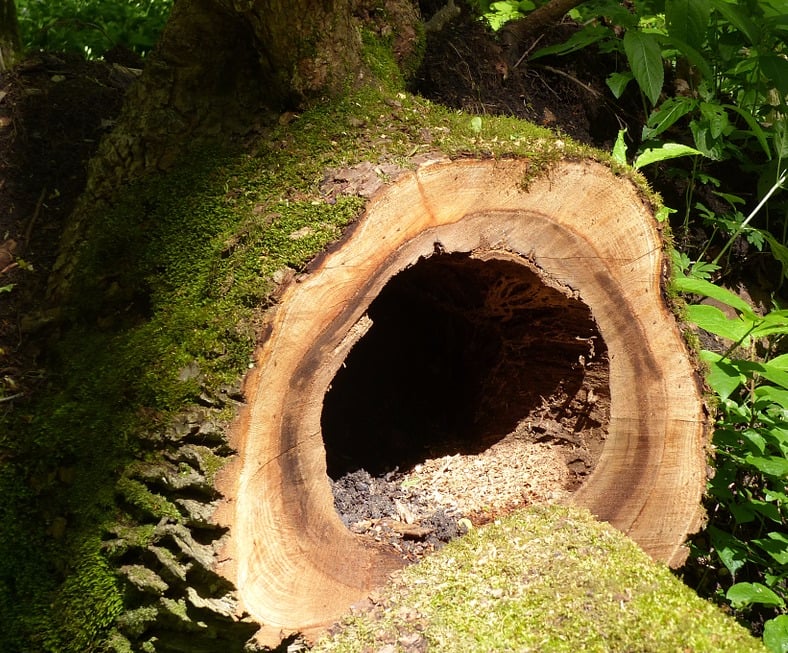 Photo of Los Angeles CA Tree Service