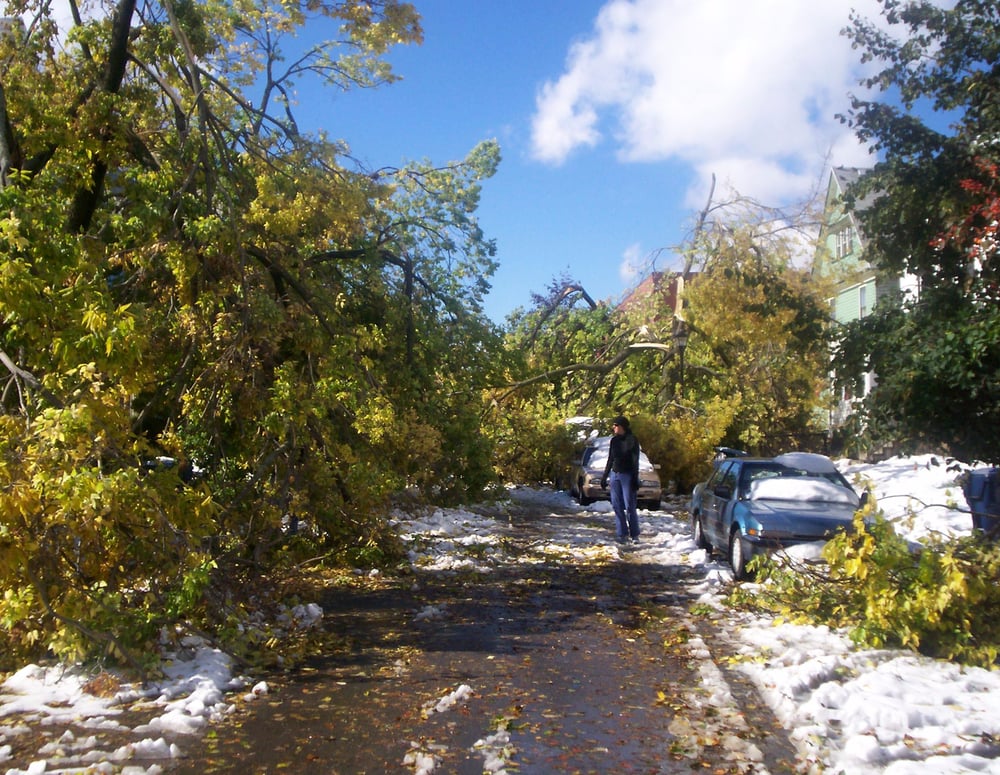 Photo of Los Angeles CA Tree Service