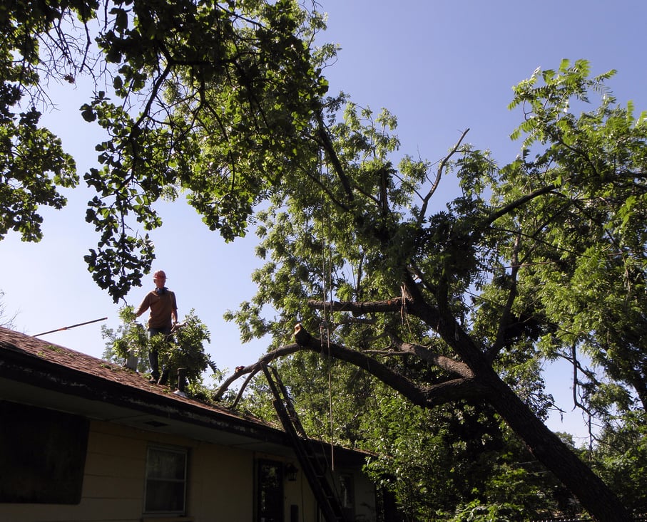 Photo of Los Angeles CA Tree Service