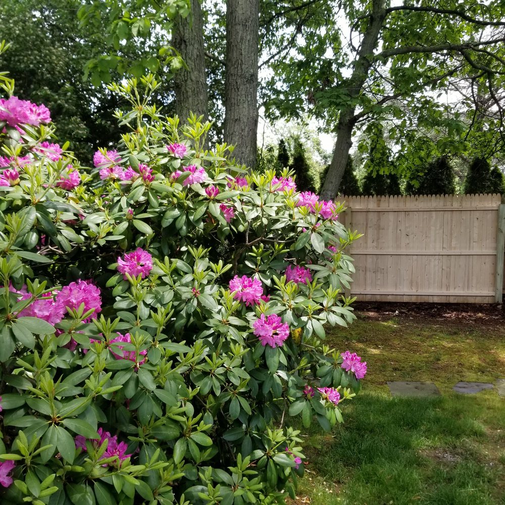 Photo of Walt Whitman Fence
