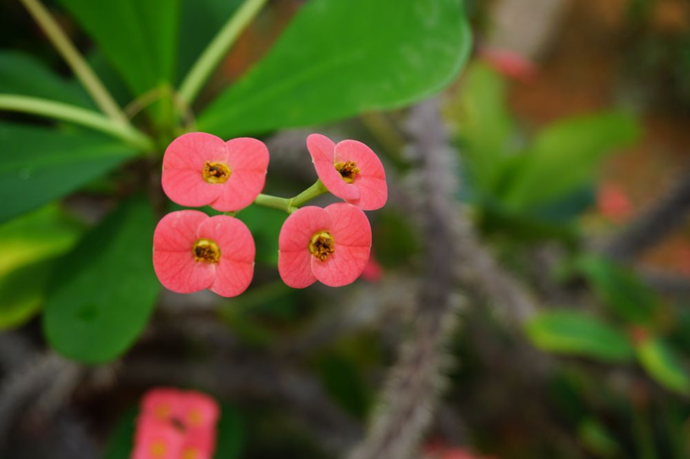 Photo of Birmingham Botanical Gardens